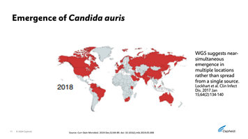 C. Auris Global Slide